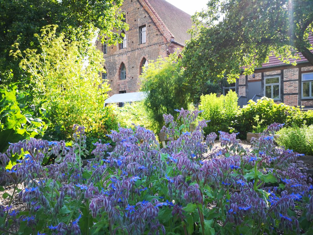 Kuelungsborn-Urlaub-Klostergarten-Blumen-Pflanzen
