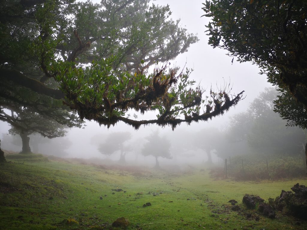 Madeira-Tipps-Feenwald-Nebel